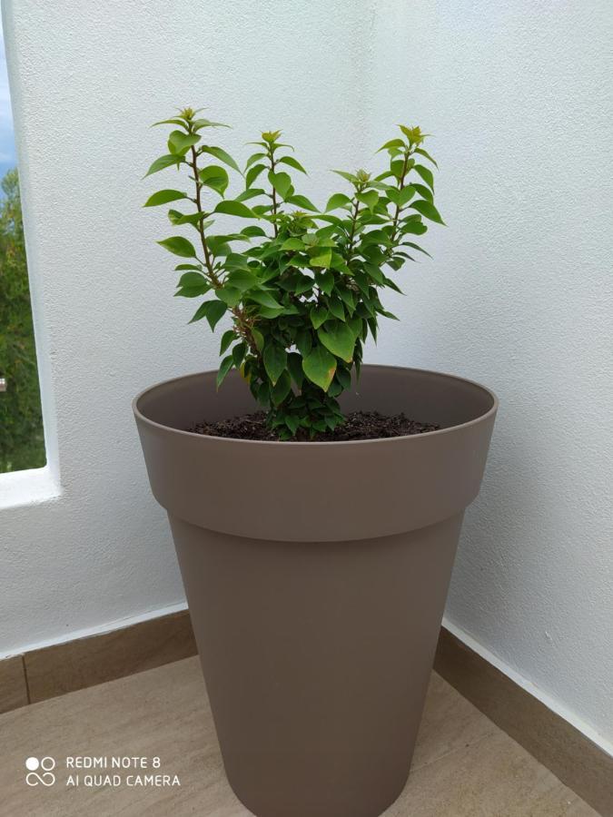 Ortensia Ozias